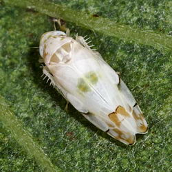 Eurhadina concinna